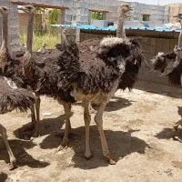 تعدادی شترمرغ گردن آبی کانادایی ۸ماهه  بیضاء