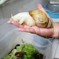 حلزون آلبینو نصف قیمت|خزنده|تبریز, |دیوار