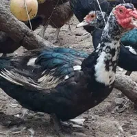 اردک وغاز محلی ارکانیک|حیوانات مزرعه|رضوانشهر, |دیوار