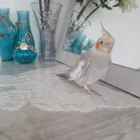 گمشده