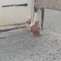 ۲عدد کبوتر نر وماده