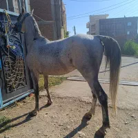 اسب