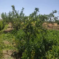 فروش باغ سمت دیرج آبادموقعیت عالی|فروش زمین و ملک کلنگی|زنجان, |دیوار