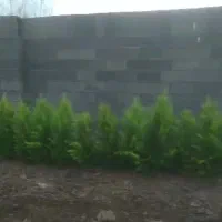 مرکز پخش کاج لاوسون و نهال میوه و شمشاد|گل و گیاه طبیعی|کوچصفهان, |دیوار