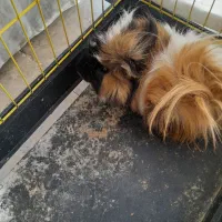 خوکچه هندی موبلند|موش و خرگوش|تهران, هفت چنار|دیوار