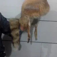 کلاه|لباس|ساوه, |دیوار