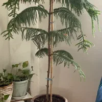 کاج مطبق سرحال