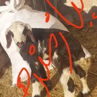 نیازمند بره یک یا چند روزه