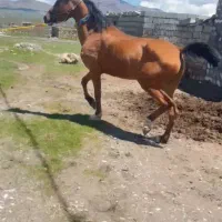 مادیان ۵ ساله