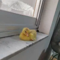 جوجه غاز محلی|حیوانات مزرعه|رضوانشهر, |دیوار