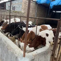 فروش گوساله سیمینتال