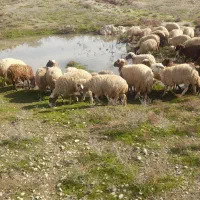 ۳۰راس گوسفند با بره درجه یک همه جوان و سرحال