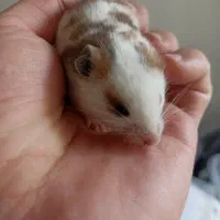 همستر  سوری کمپبل