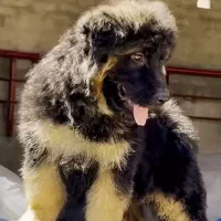 سگ ژرمن کینگ سایز، مو بلند با شجره نامه