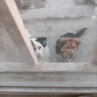 سگ پا کوتاه|سگ|کرج, ساماندهی|دیوار