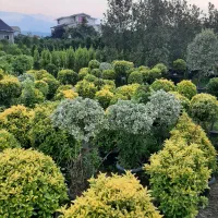 درختچه فضای باز لاوسون ، یاس هلندی ،فیتونیا،شمشاد|خدمات باغبانی و درختکاری|رشت, پیرکلاچای|دیوار
