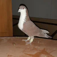 کبوتر نر خوشرنگ سرخ کرواتی