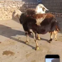 فروشی|حیوانات مزرعه|دلیجان, |دیوار