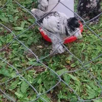 مرغ وخروس امپراتور (برهما) جوان سالم وسرحال به شرط