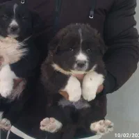 تیله قدرجونی|سگ|شاهین‌شهر, مورچه خورت|دیوار