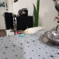 عروس هلندی نر دستی...|پرنده|کرج, ملک‌آباد|دیوار