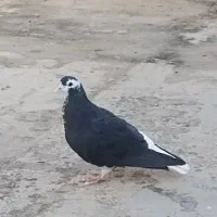 ساده سیاه ماده جلو بسته عروسک|پرنده|تربت‌حیدریه, ترمینال|دیوار