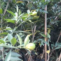 نهال لیموترش لایم کوات قیمت ۳۹۰۰۰۰|خدمات باغبانی و درختکاری|ارطه, |دیوار