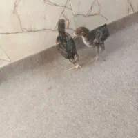 جوجه لاری|حیوانات مزرعه|قیدار, |دیوار