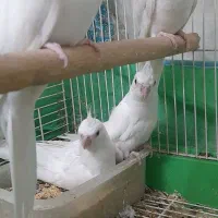 عروس هلندی البینو چشم شرابی نرو ماده با قفس و لانه|پرنده|گرگان, |دیوار