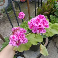انواع گل شمعدانی پاکوتاه روسی اژدر پیچی موجود