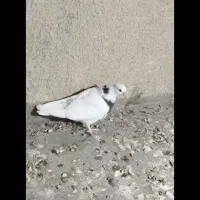 جوجه طوقی کاکل معاوضه با مرغ|پرنده|سراوان, |دیوار