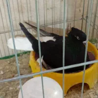 سه تا اشعل سیاه مولد