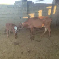 فروش گاو زاییده|حیوانات مزرعه|بندر کنگان, |دیوار