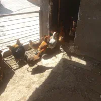 مرغ محلی تخمگذار خروس محلی