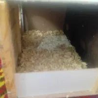 لانه پرنده|لوازم جانبی حیوانات|تبریز, |دیوار