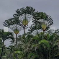 بسته ۱۰ عددی بذر نخل مسافر