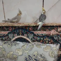عروس هلندی سخنگو|پرنده|کبودرآهنگ, |دیوار