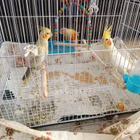 جفت عروس هلندی
