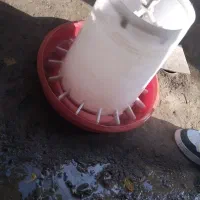 آبخور و دانه خور مرغ