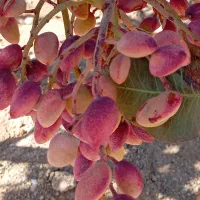 باغ پسته 1000 متری فوری|فروش زمین و ملک کلنگی|شاهین‌شهر, فرودگاه هسا|دیوار