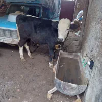 دو عدد گاو نز سیمینتال|حیوانات مزرعه|مهربان, |دیوار