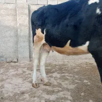 گاو سیمیتال|حیوانات مزرعه|کوهنانی, |دیوار