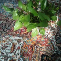 برگ انجیری|گل و گیاه طبیعی|گلبهار, شهر جدید گلبهار|دیوار