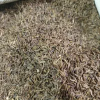 زیره کوهی کلات نادر