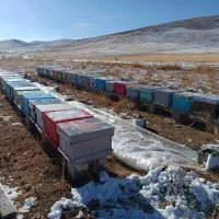 فروش زنبور عسل