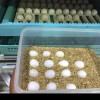 فروش تخم نطفه دار کاسکو کاکادو ماکاعو نطفه دار