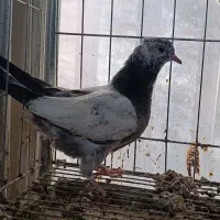 جوجه رنگی|پرنده|مشهد, کارمندان دوم|دیوار