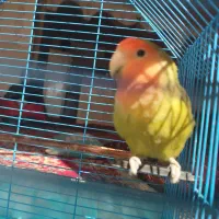 4عدد طوطی برزیلی|پرنده|زرند, |دیوار