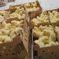 نطفه دار راس تضمینی