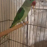 شاه طوطی دستی سخنگوسن۱ساله نیم معاوضه راهب زردماده|پرنده|گرگان, |دیوار